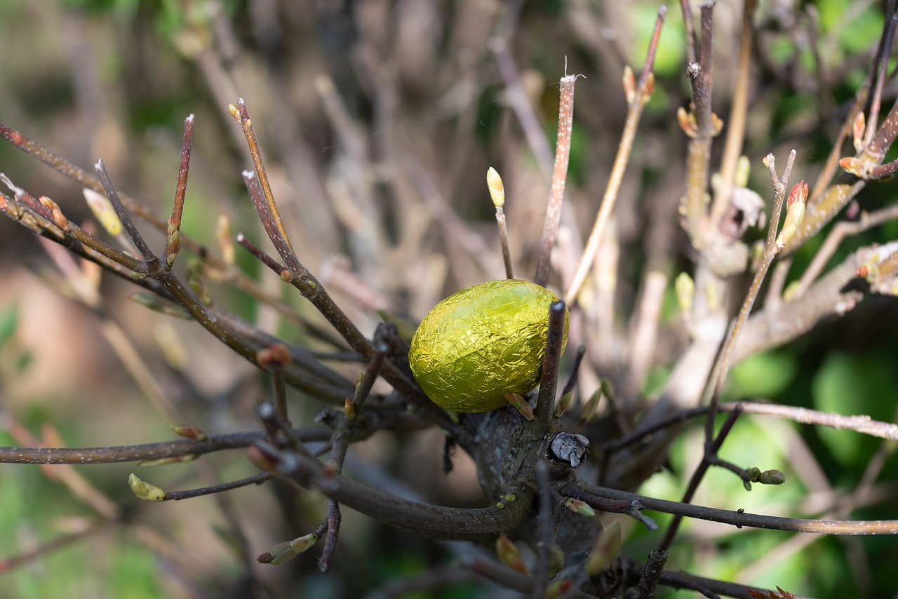 easter  easter egg  branches free photo