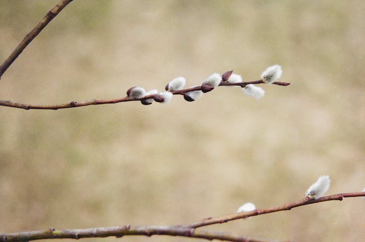 easter  willow  spring free photo