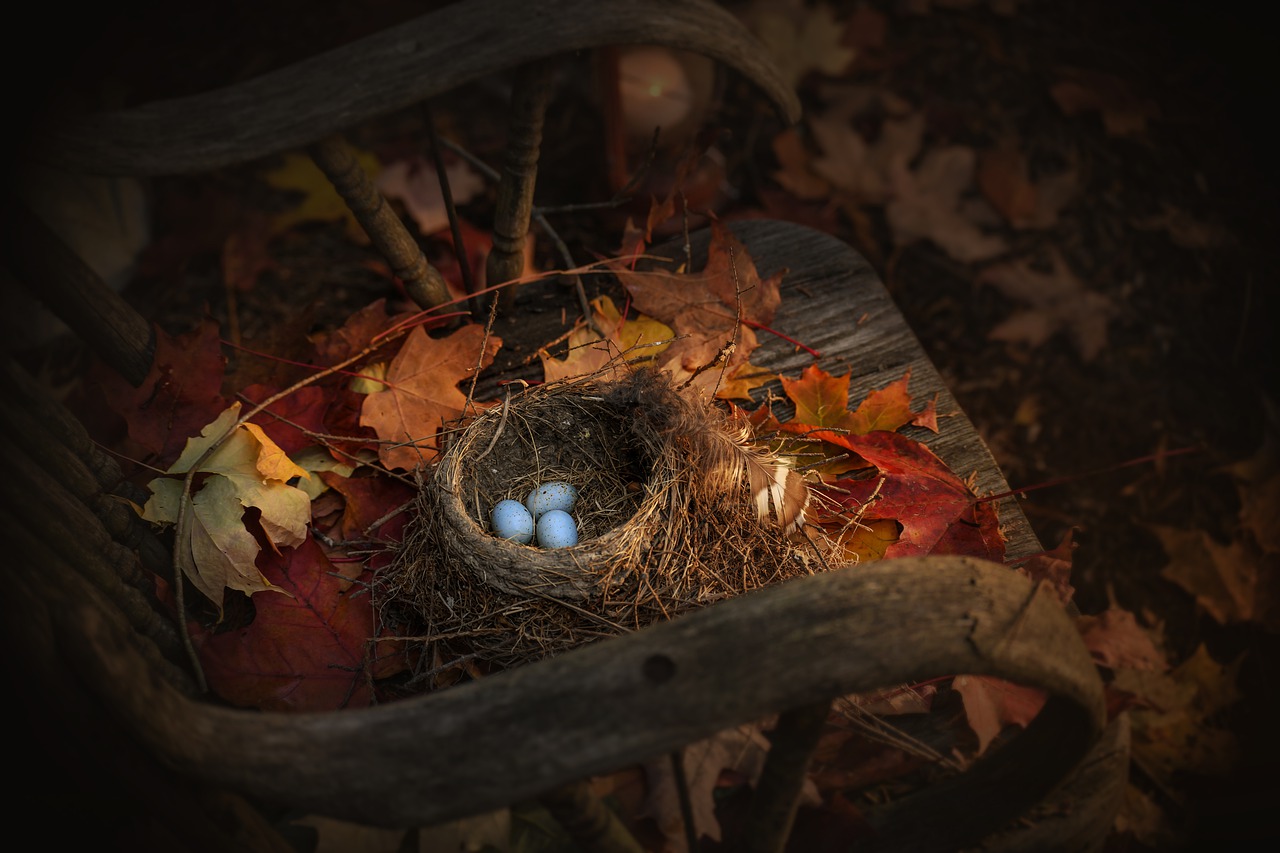 easter  bird nest  nature free photo