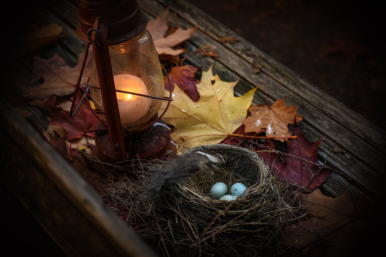 easter  bird nest  nature free photo