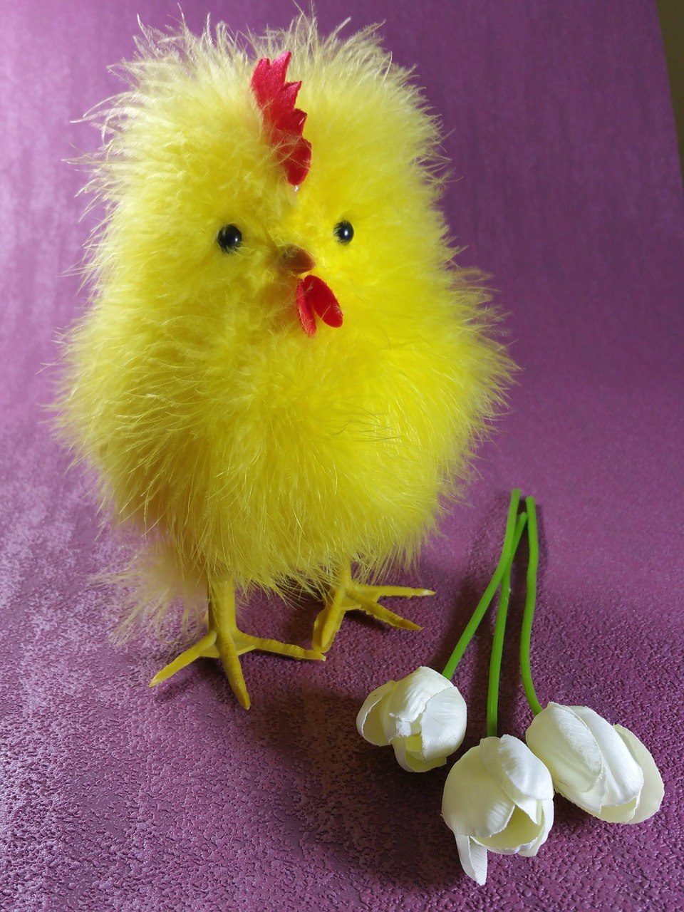 easter chicks chicken free photo