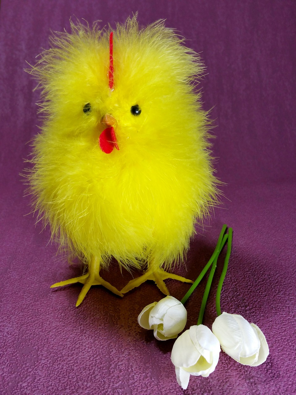 easter chicks chicken free photo