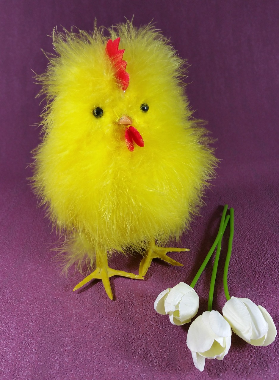 easter chicks chicken free photo