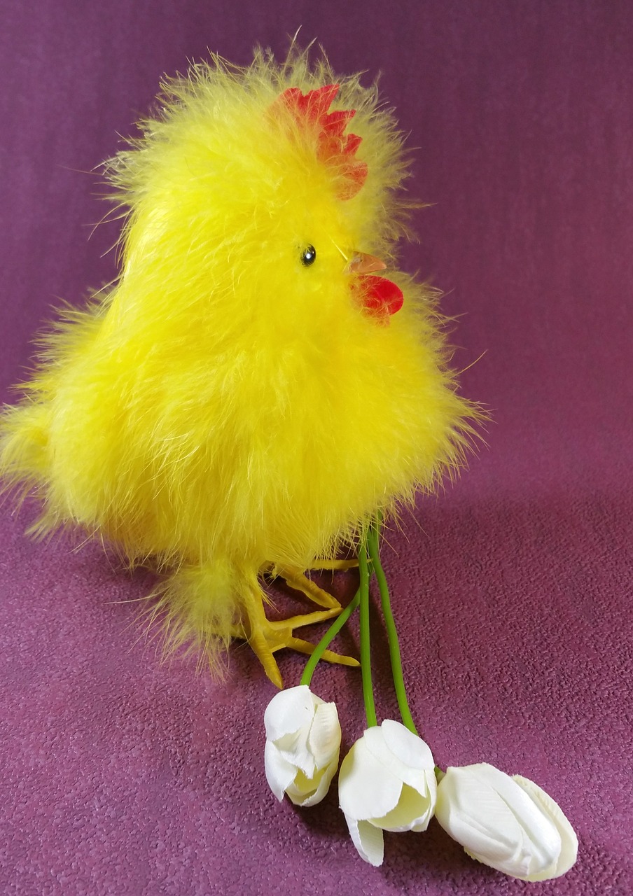 easter chicks chicken free photo
