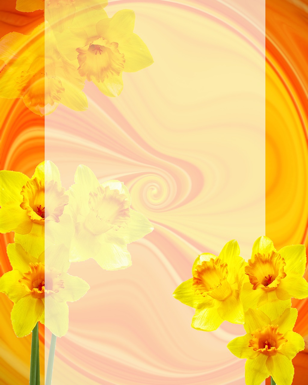 easter narcissus rectangular free photo