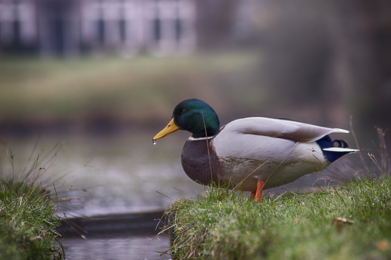 easter duck palace pond free photo