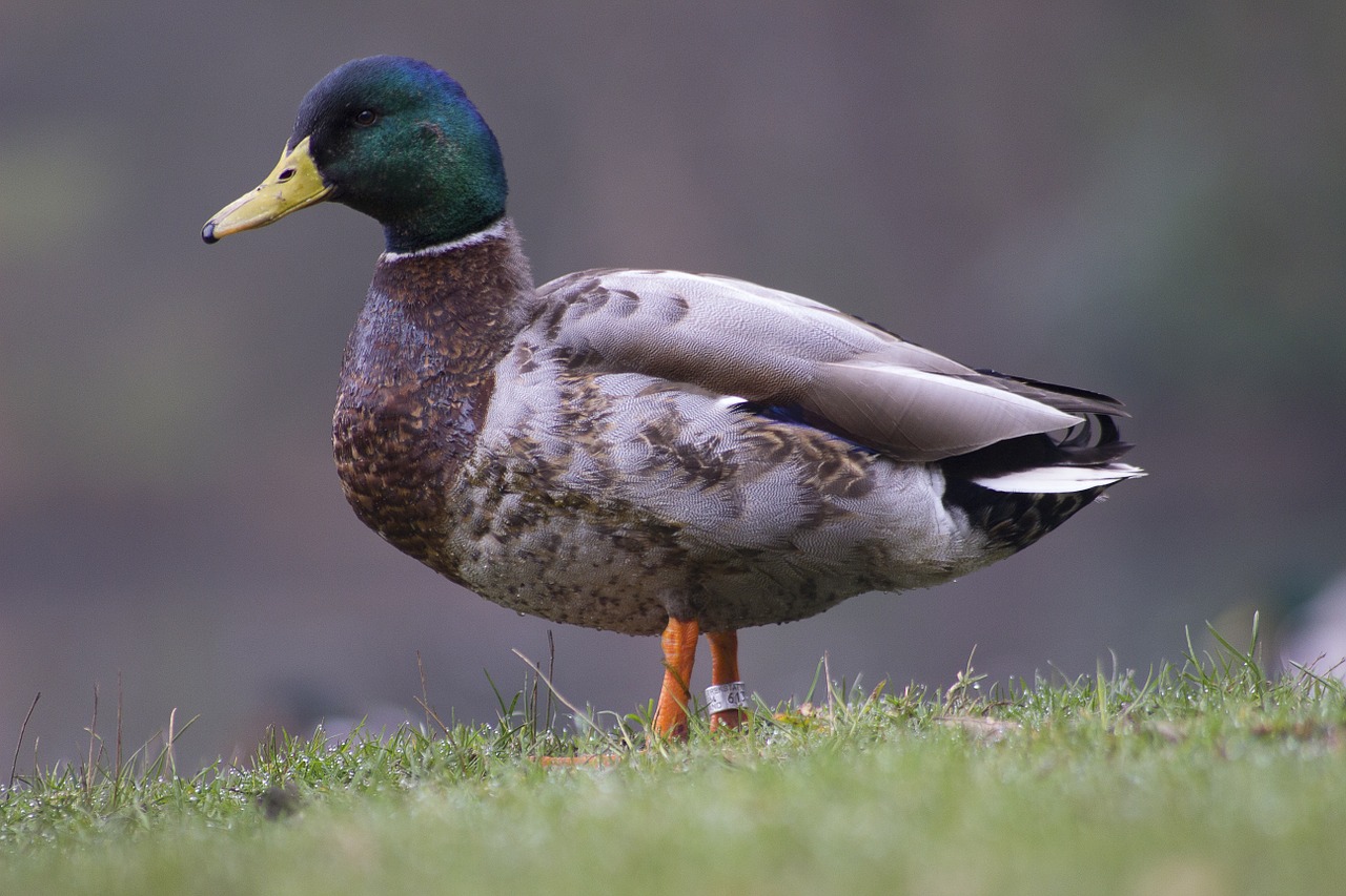 easter duck portrait free photo