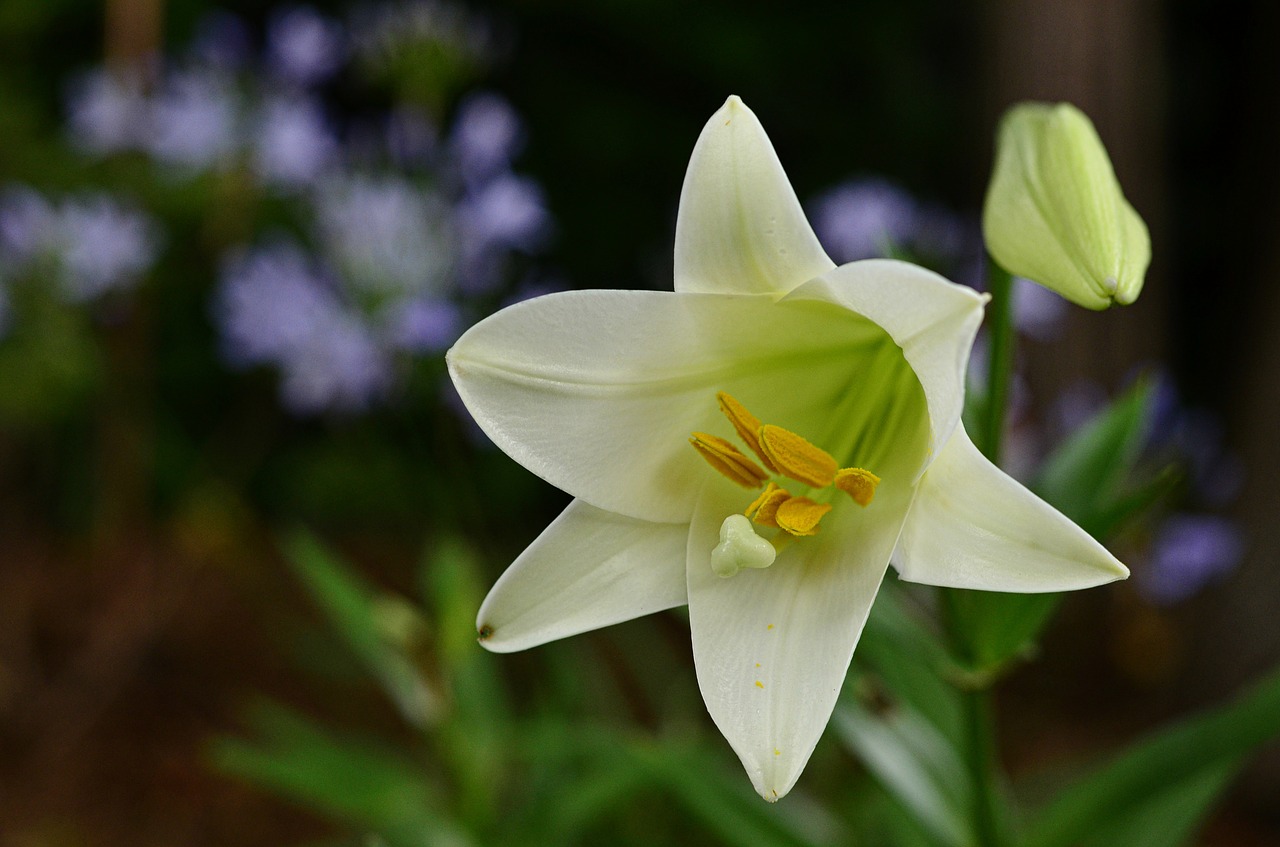 easter lily flower free photo