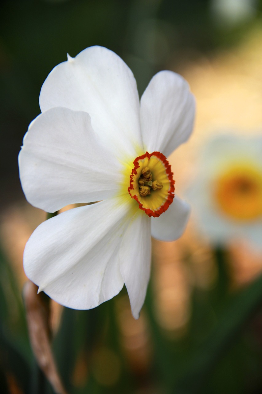 easter flower spring free photo