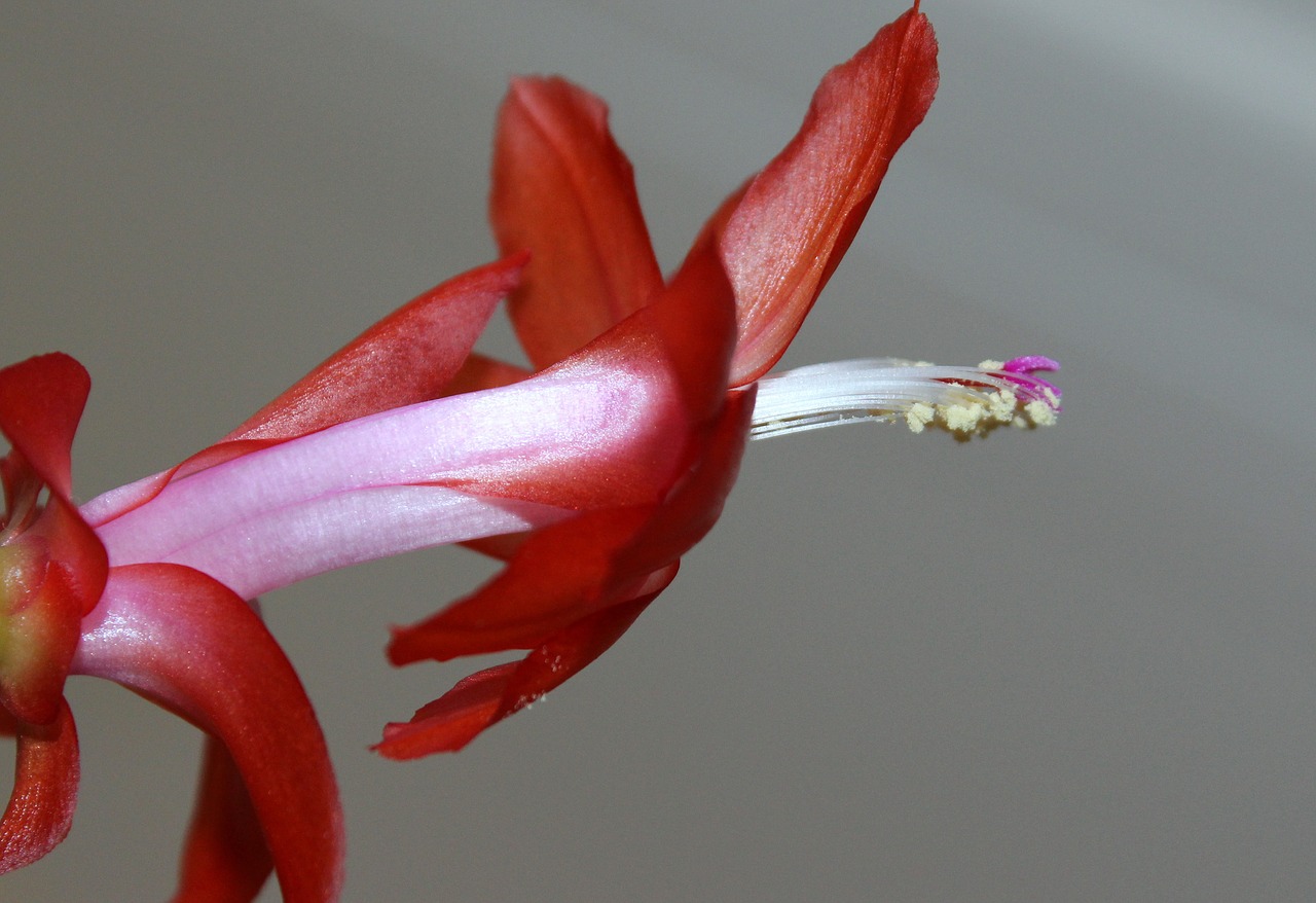 easter cactus weihnachtskaktus plant free photo