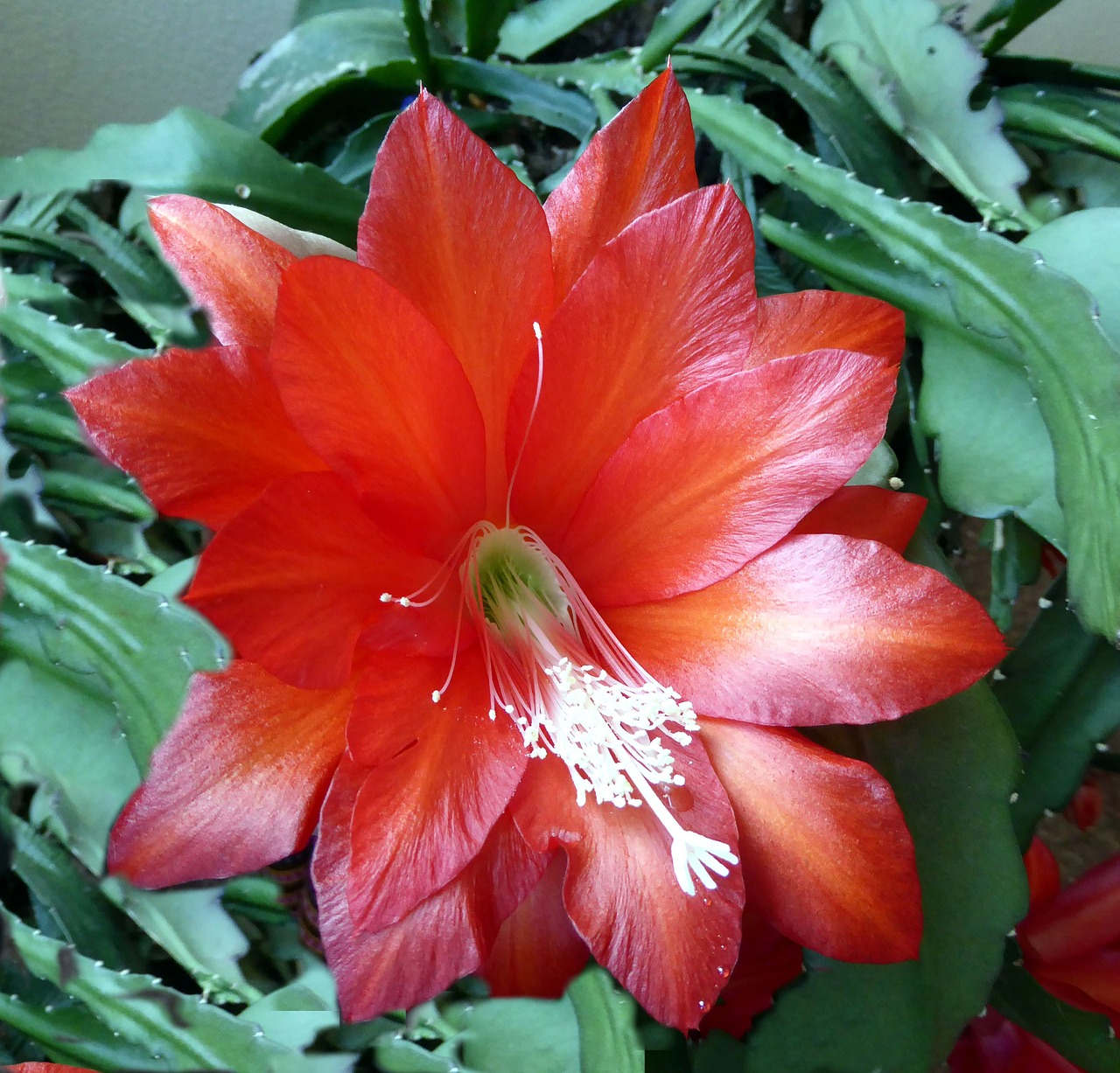 easter cactus blossom bloom free photo