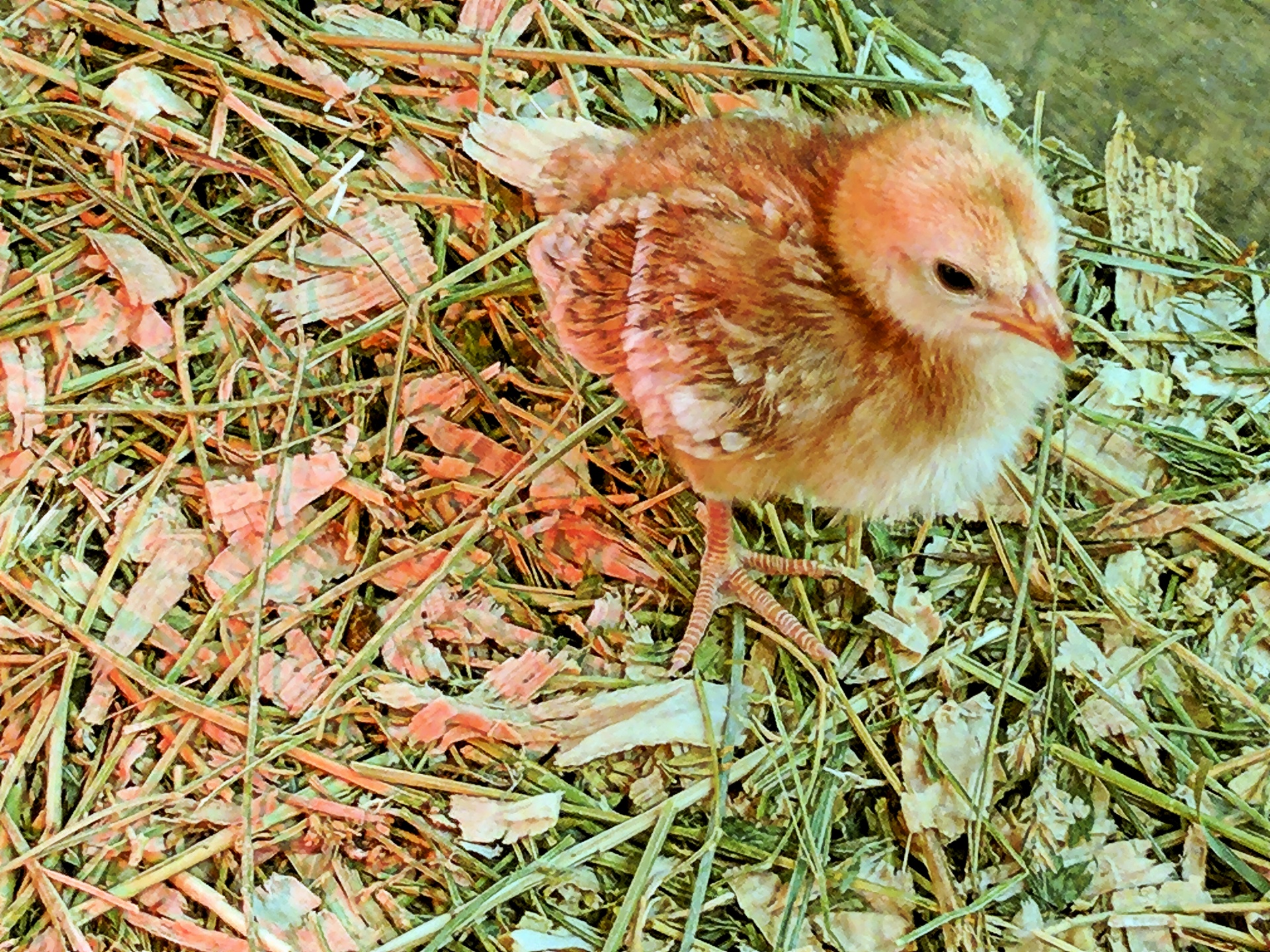 easter chick holiday free photo