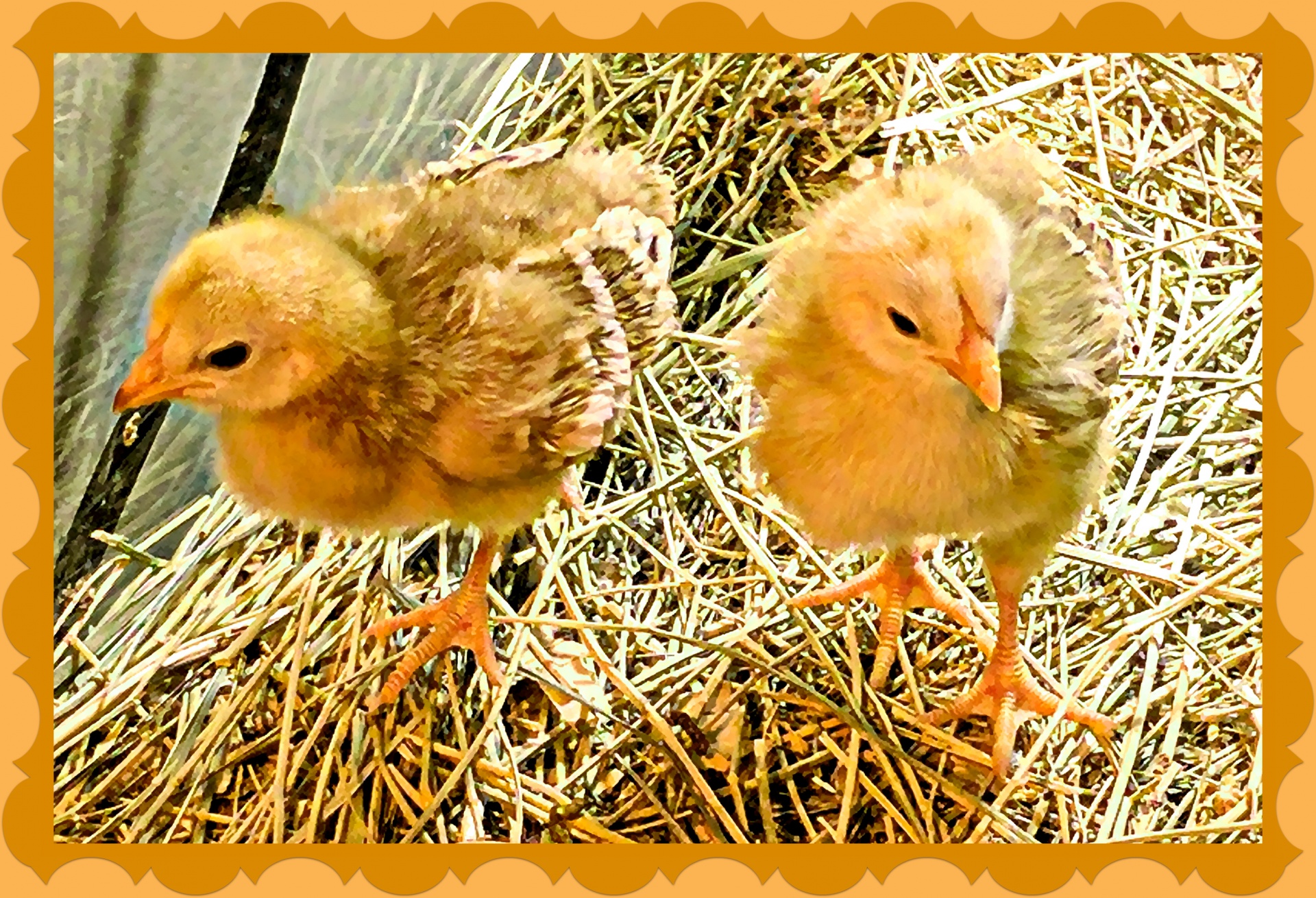 easter chicks chicken free photo