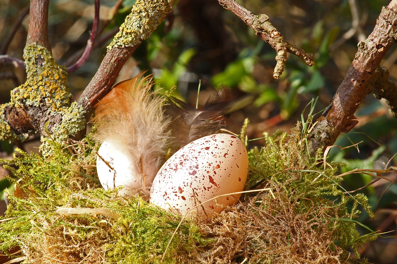 easter egg  easter nest  easter free photo