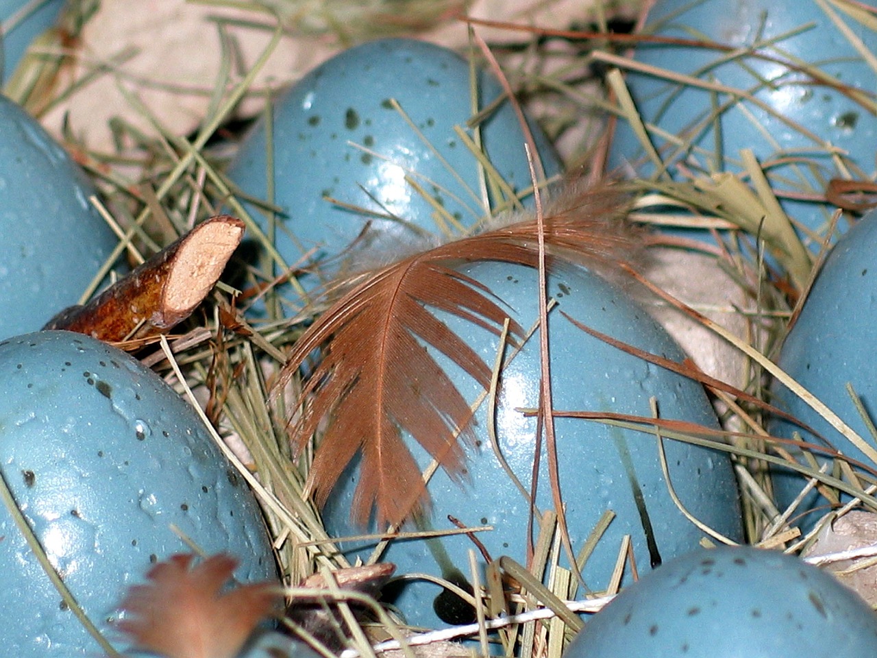 easter eggs easter nest easter free photo