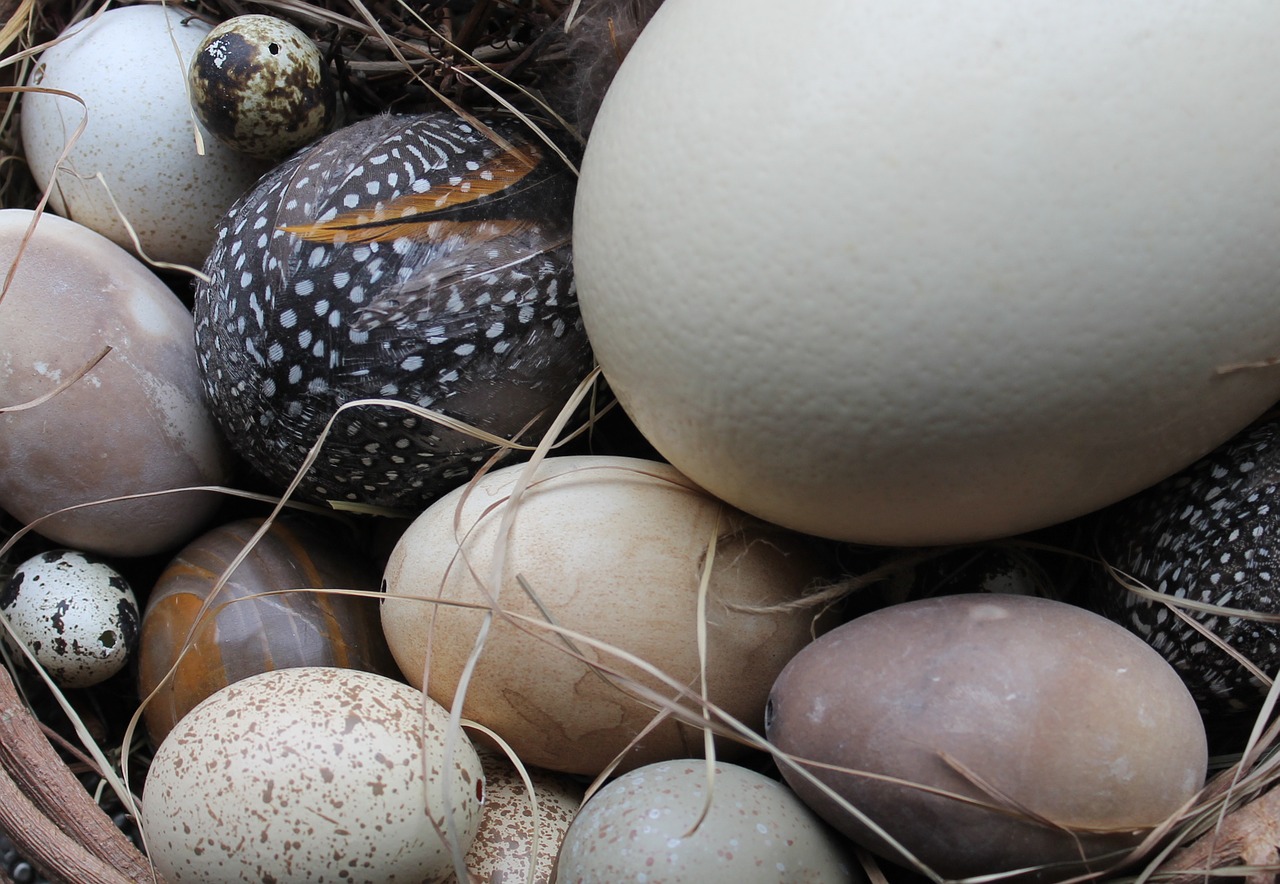 easter eggs easter nest nature free photo