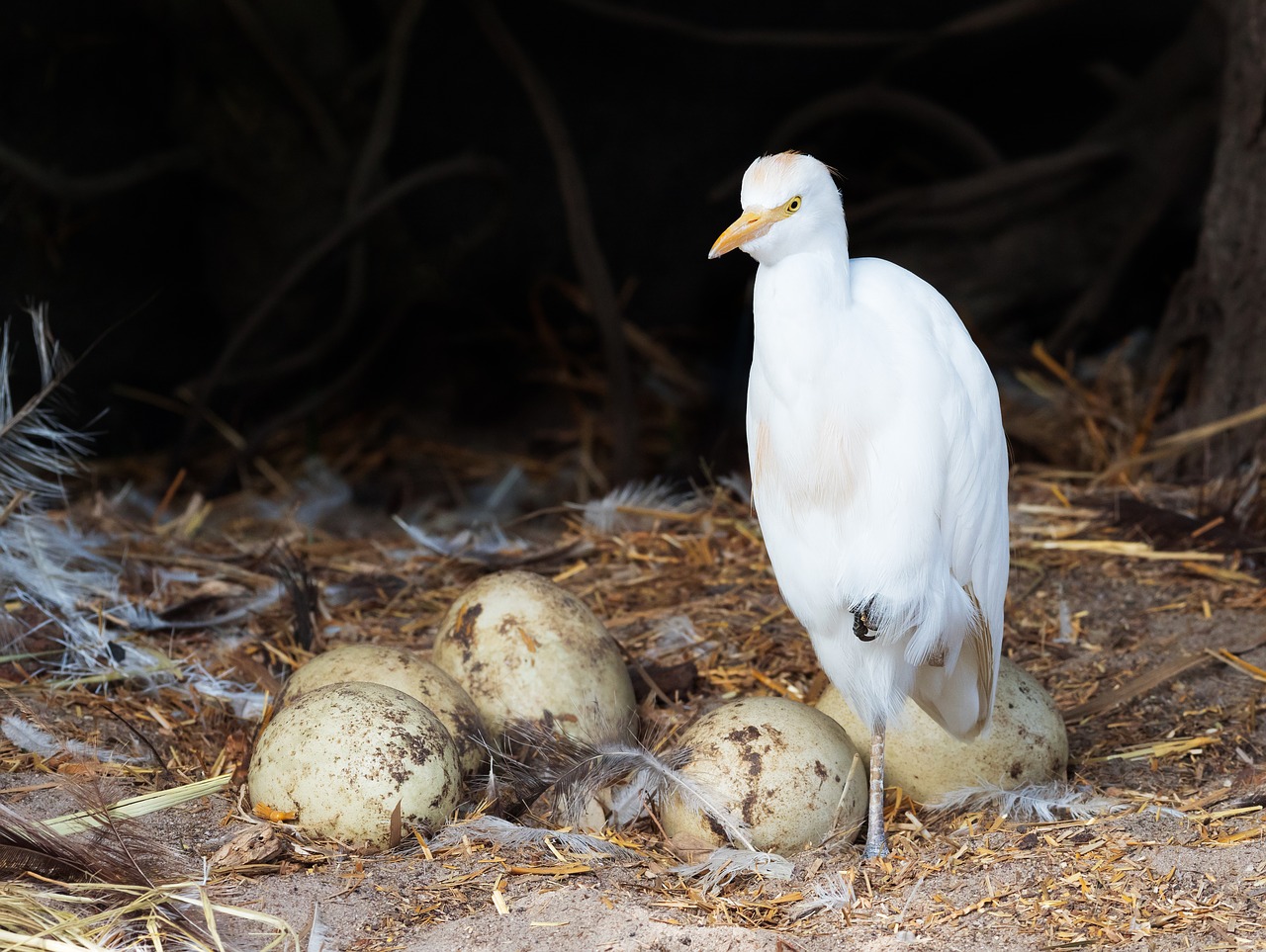 easter egret cattle egret rhea eggs free photo