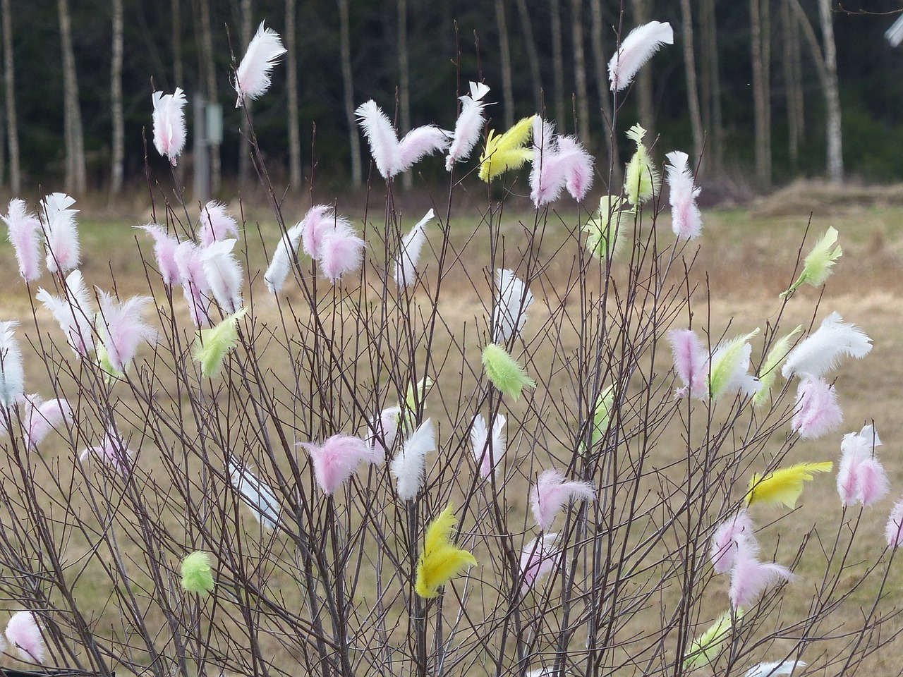 easter feathers nature colors free photo