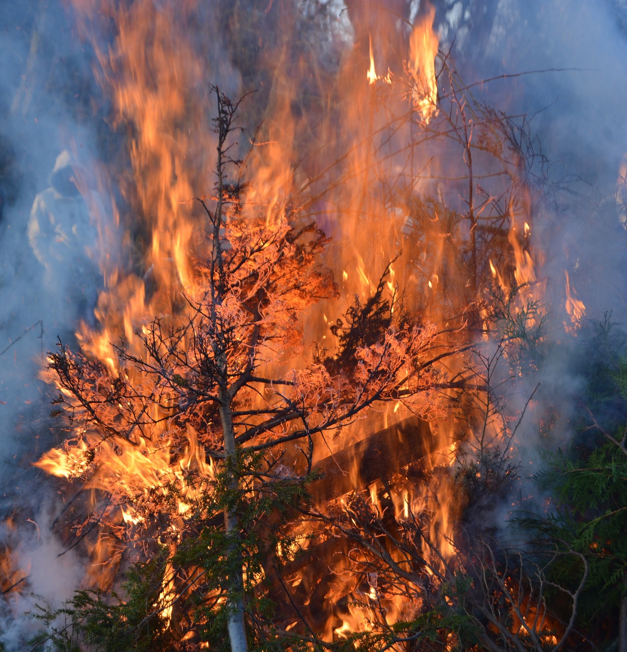 easter fire branches leaves free photo