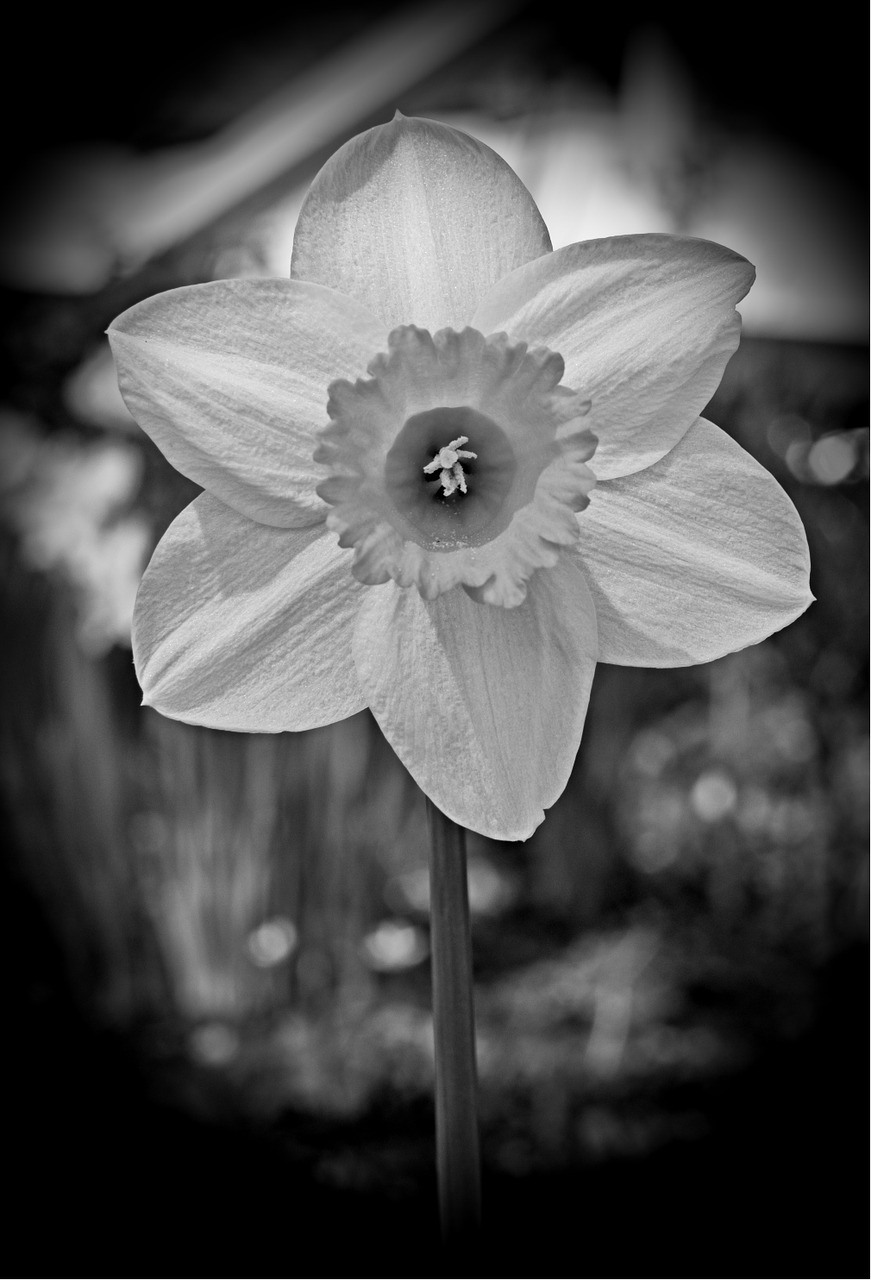 easter flower narcissus daffodil free photo