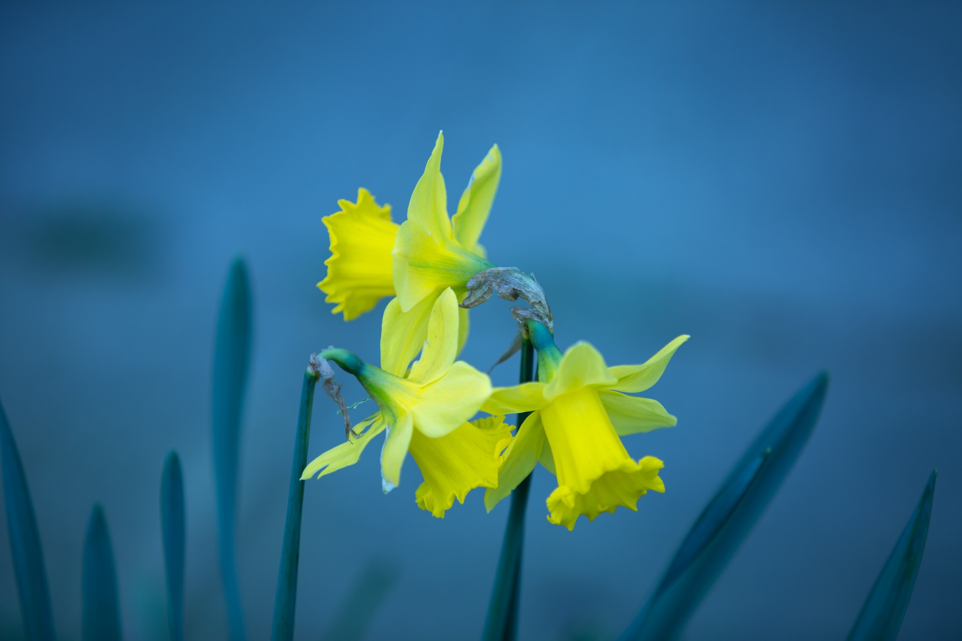 beautiful beauty bouquet free photo