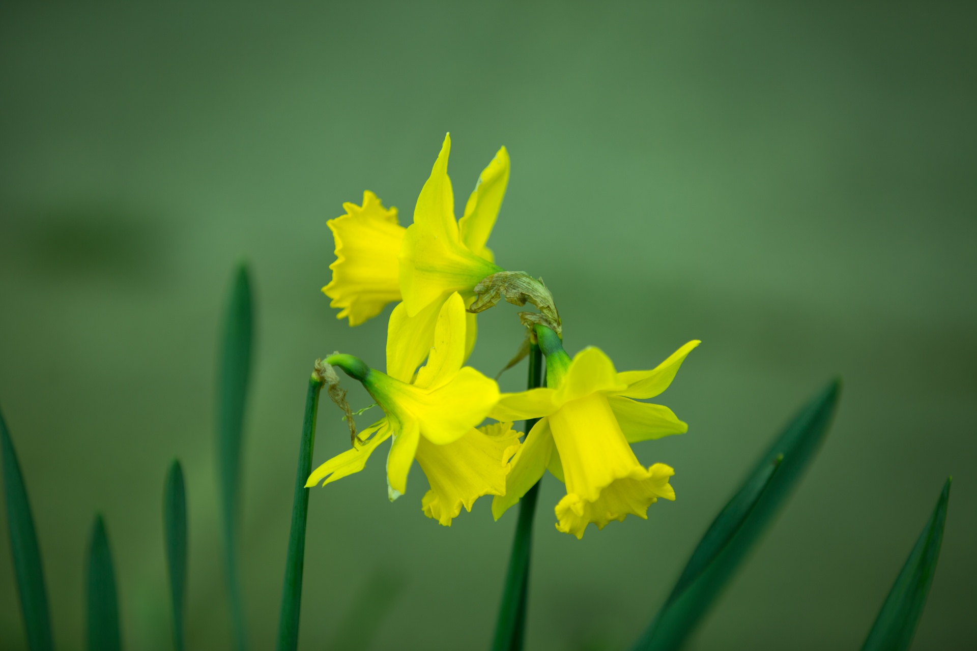 beautiful beauty bouquet free photo