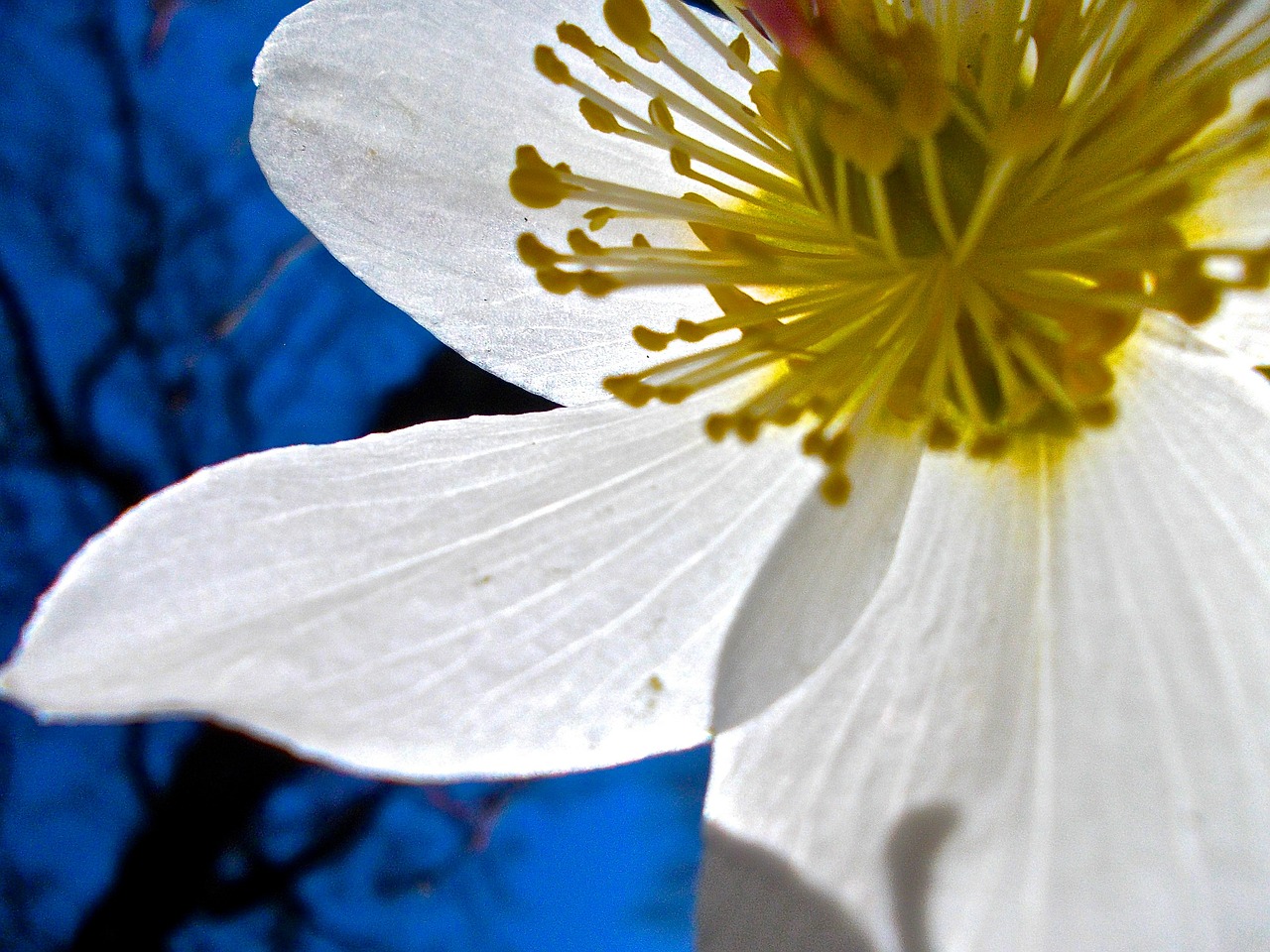 easter flower white pistils free photo