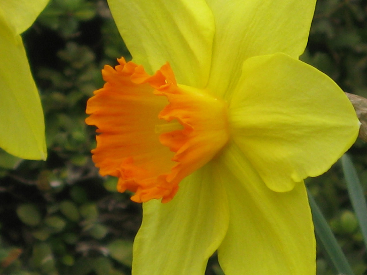 easter flower jonquil free photo