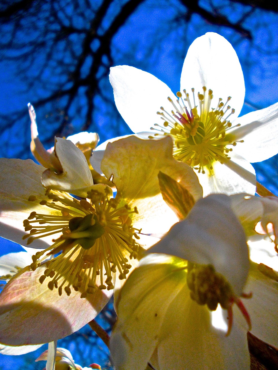 easter flowers white pistils free photo