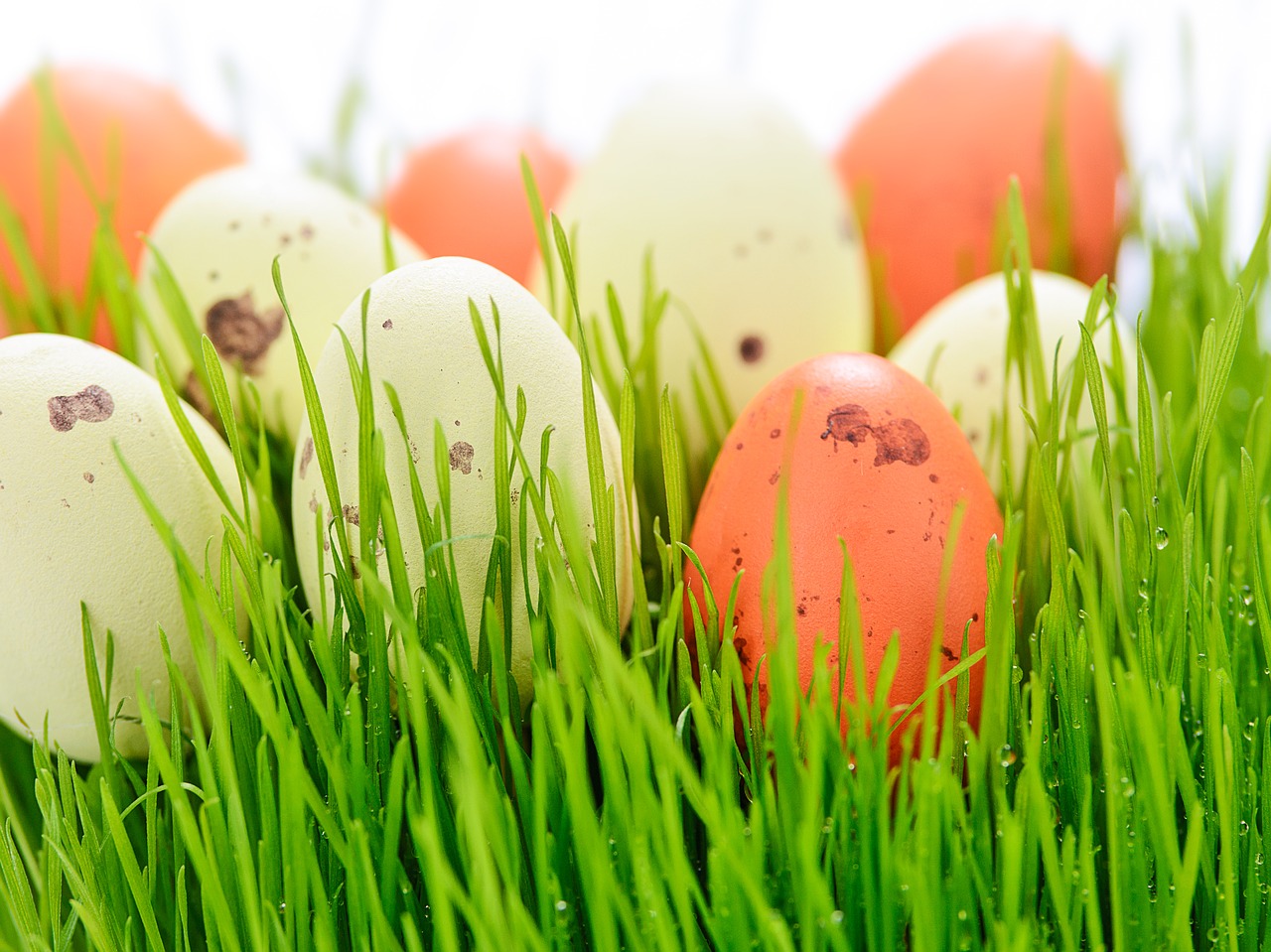 easter holidays easter lawn free photo