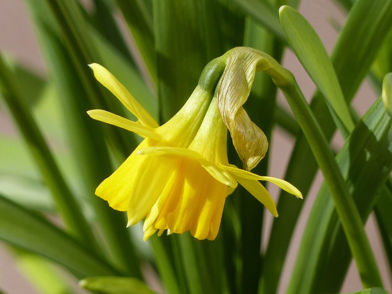 easter lilies yellow leaf free photo