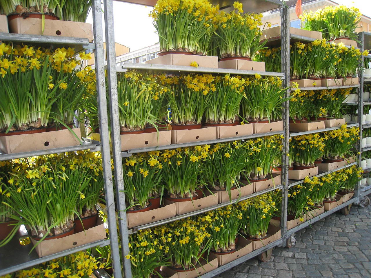 easter lilies pots yellow free photo