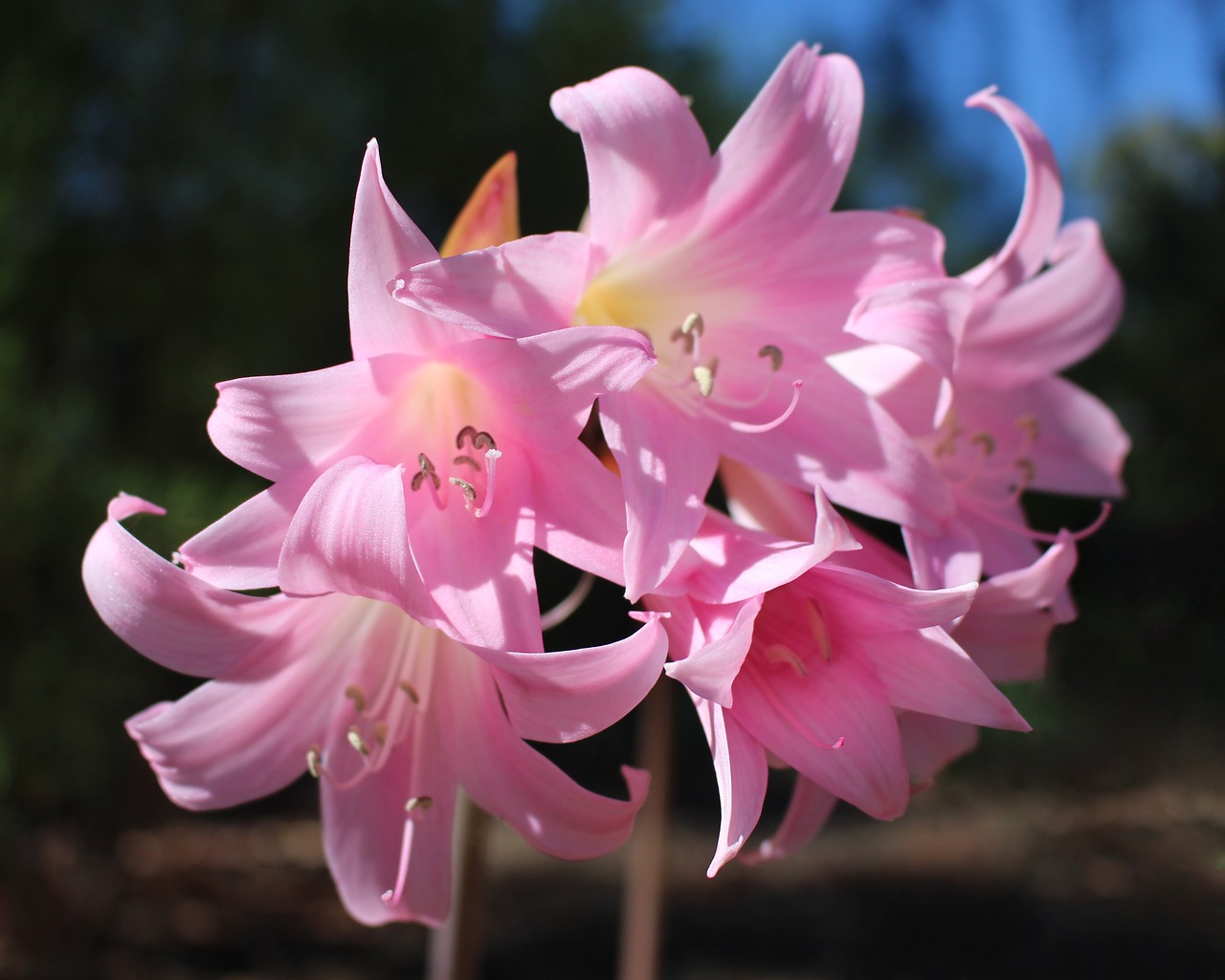easter lilies  belladonna lilies  amaryllis belladonna free photo