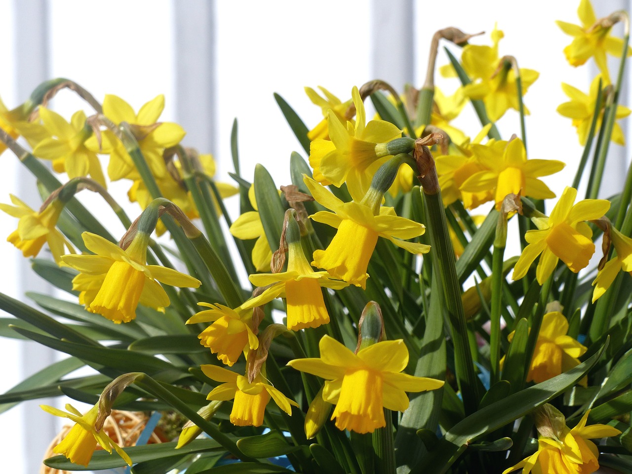 easter lilies spring yellow free photo