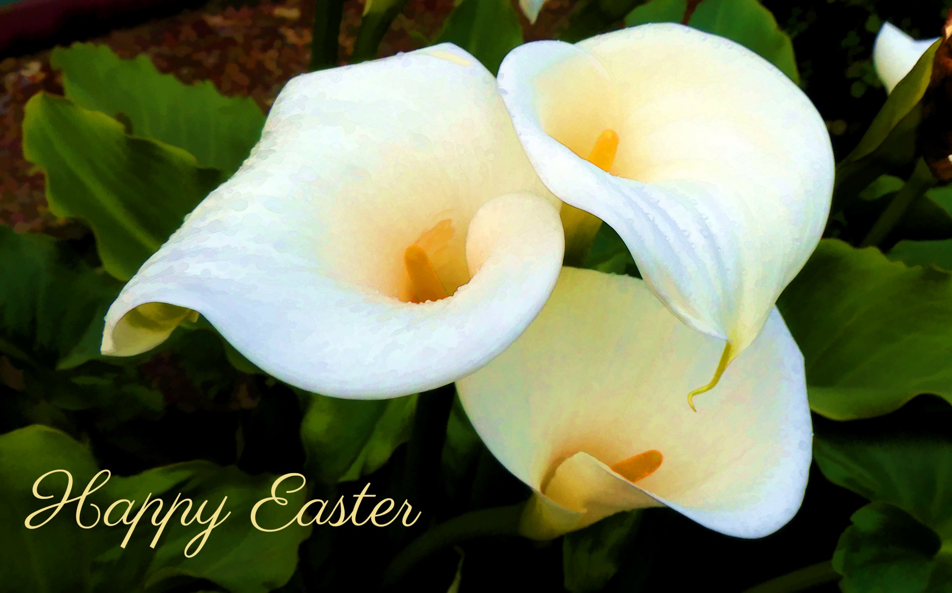 easter lily lilies free photo