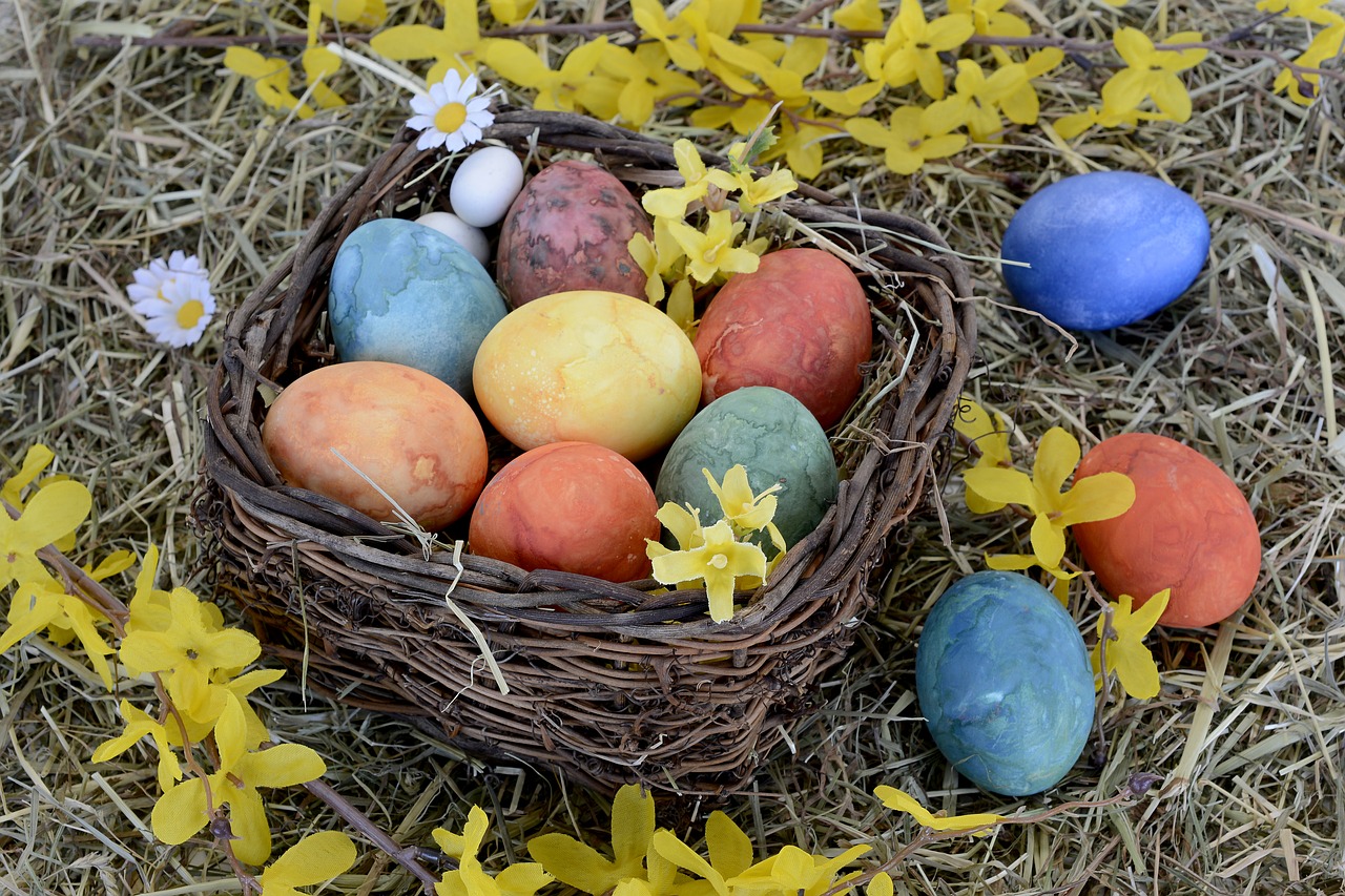 easter nest nest easter eggs free photo