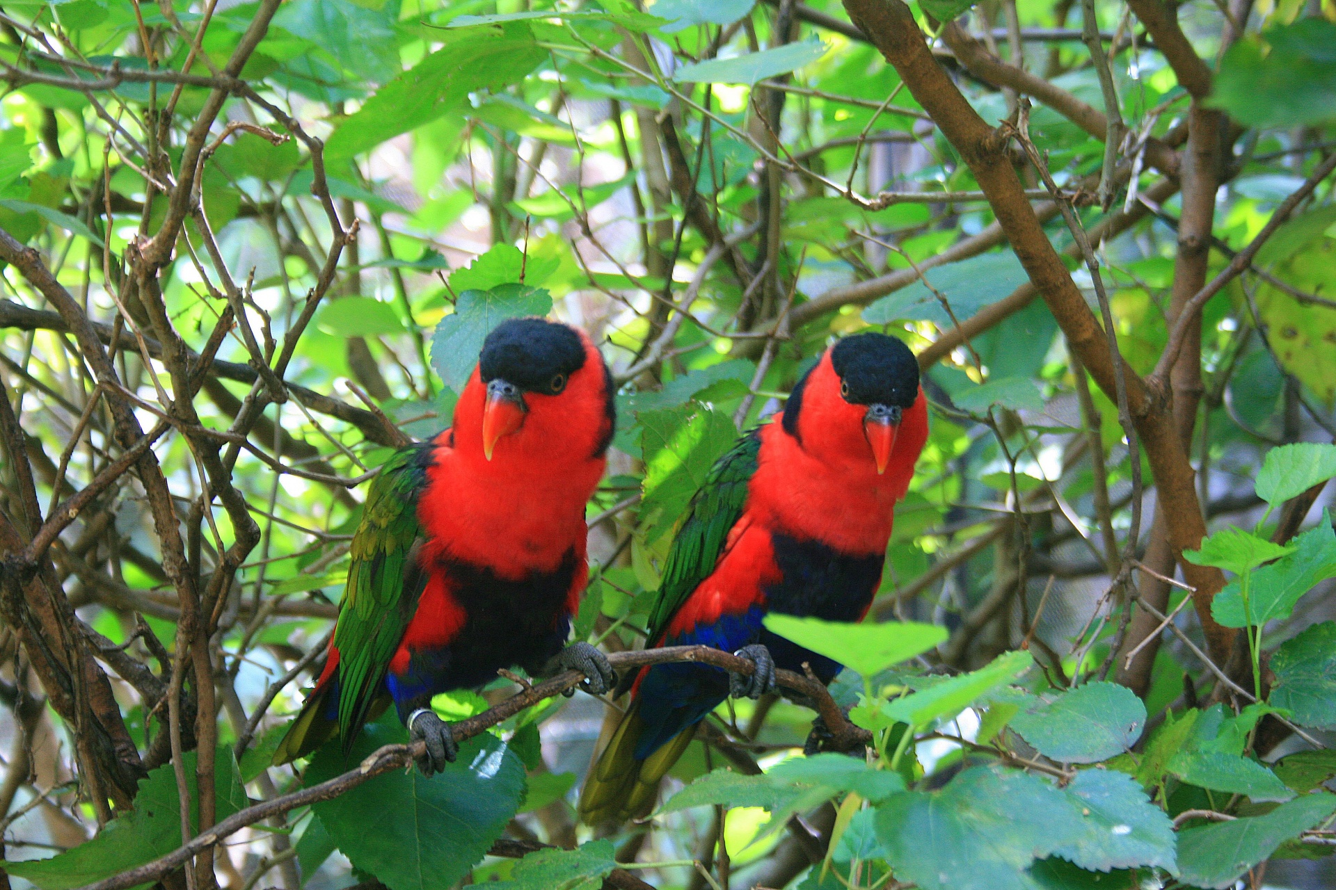 birds pair colourful free photo