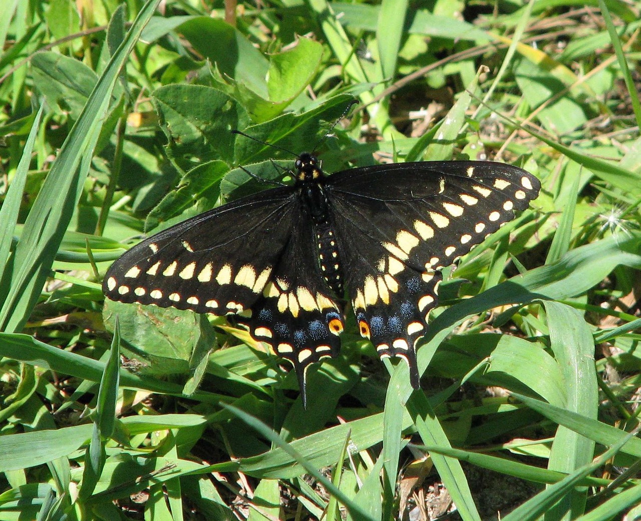 eastern black swallowtail american black swallowtail parsnip butterfly free photo