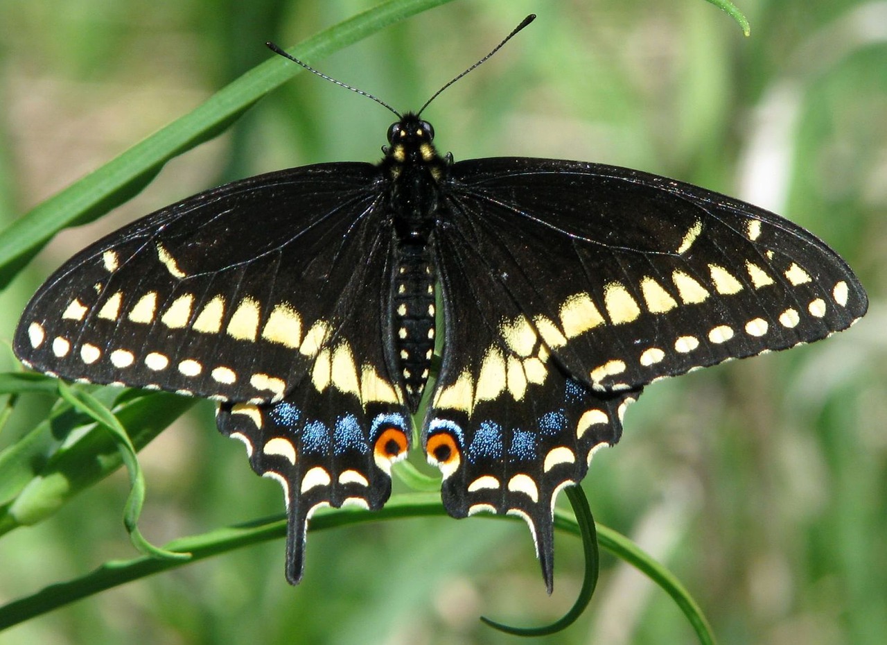 eastern black swallowtail american black swallowtail parsnip butterfly free photo