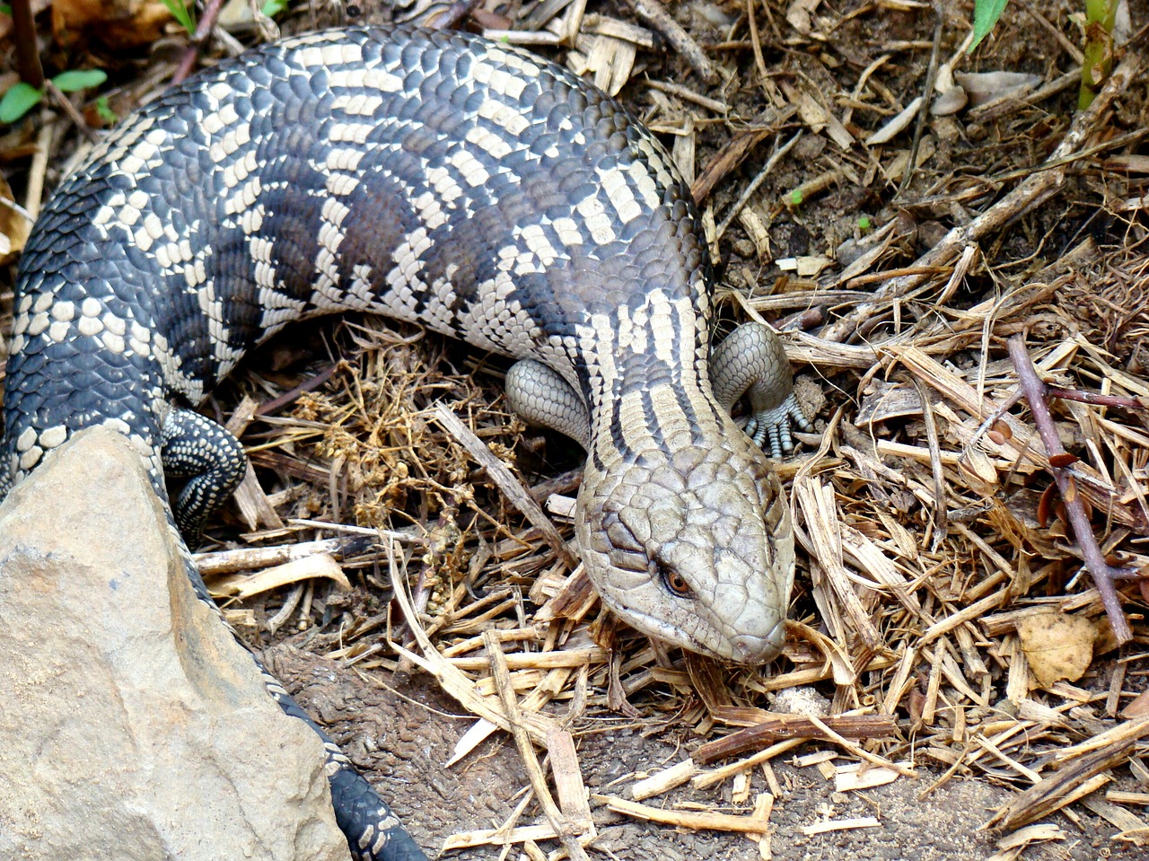 eastern blue-tongue blue tongue lizard lizard free photo