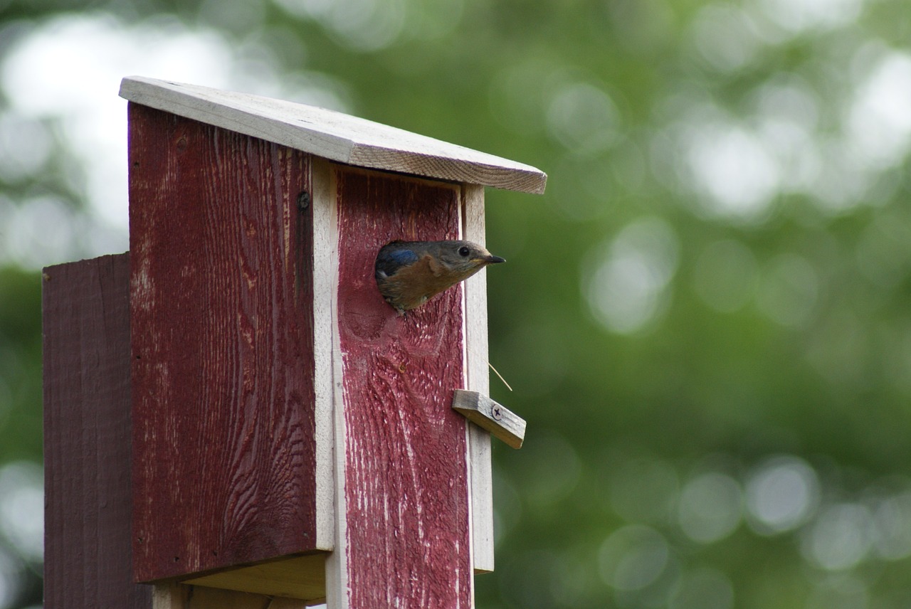 eastern bluebird leaving birdhouse food for chicks free photo