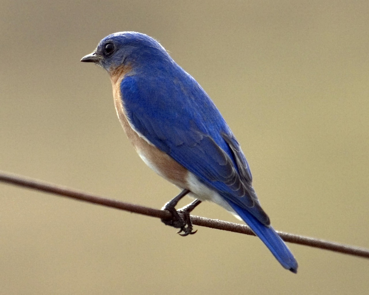 eastern bluebird bird perched free photo