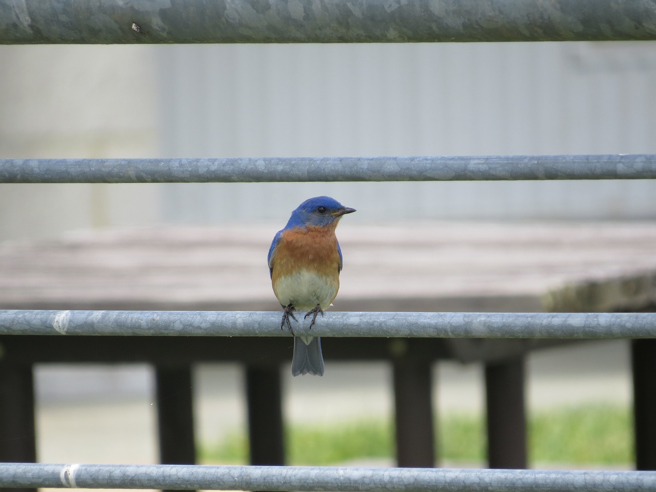 eastern bluebird perched railing free photo