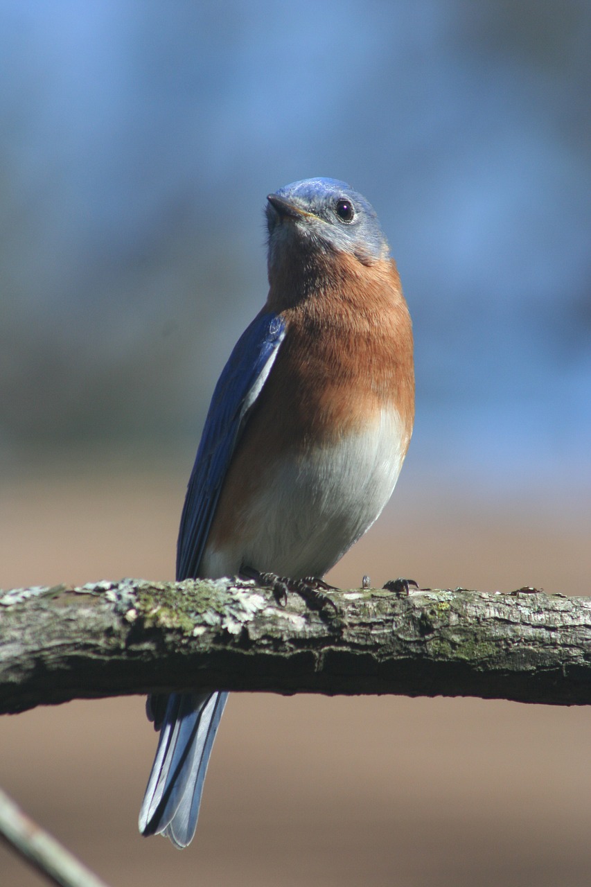 eastern bluebird bird blue free photo