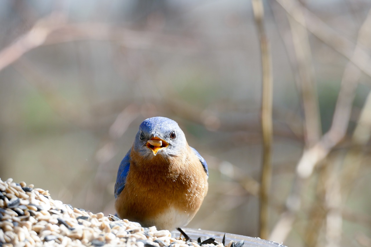 eastern bluebird bluebird feeder free photo