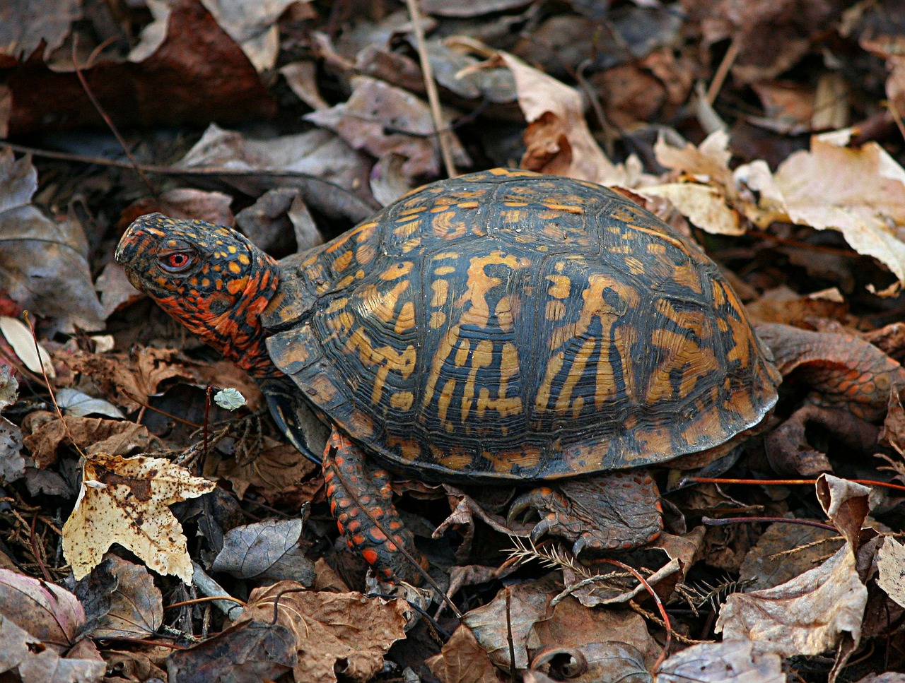 eastern box turtle terrapene carolina land turtle free photo