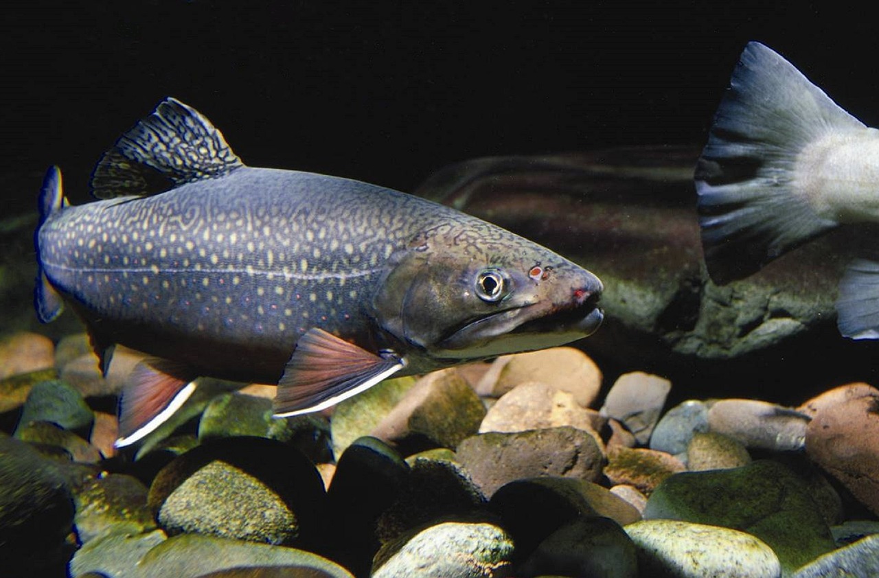 eastern brook trout fish water free photo