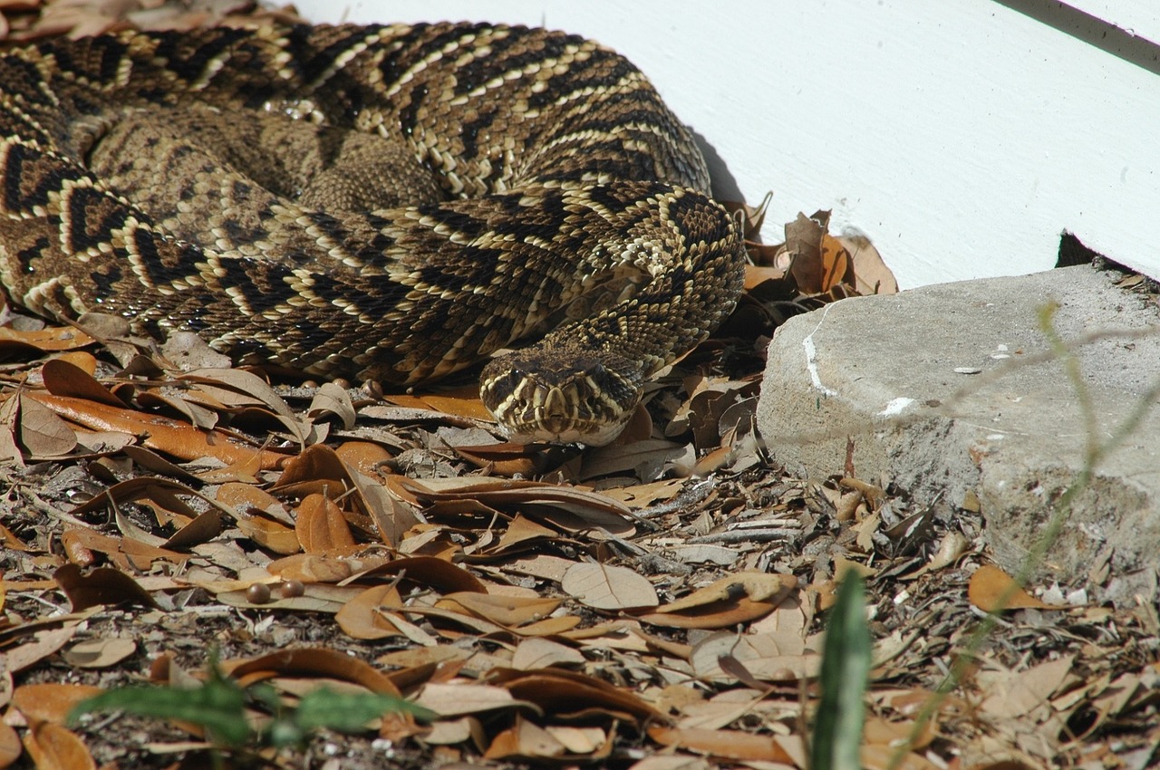 eastern diamondback rattlesnake viper poisonous free photo