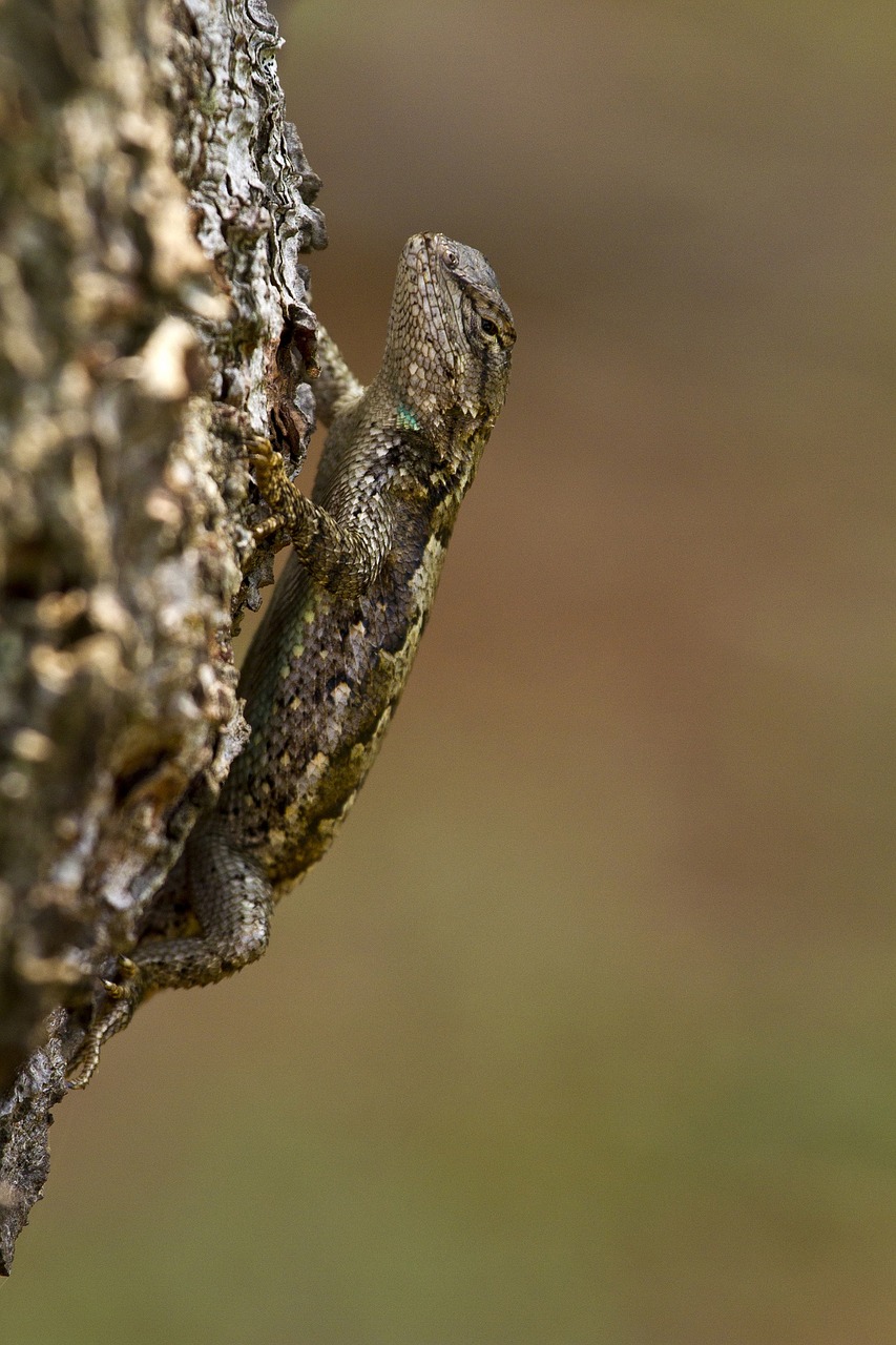 eastern fence lizard macro reptile free photo