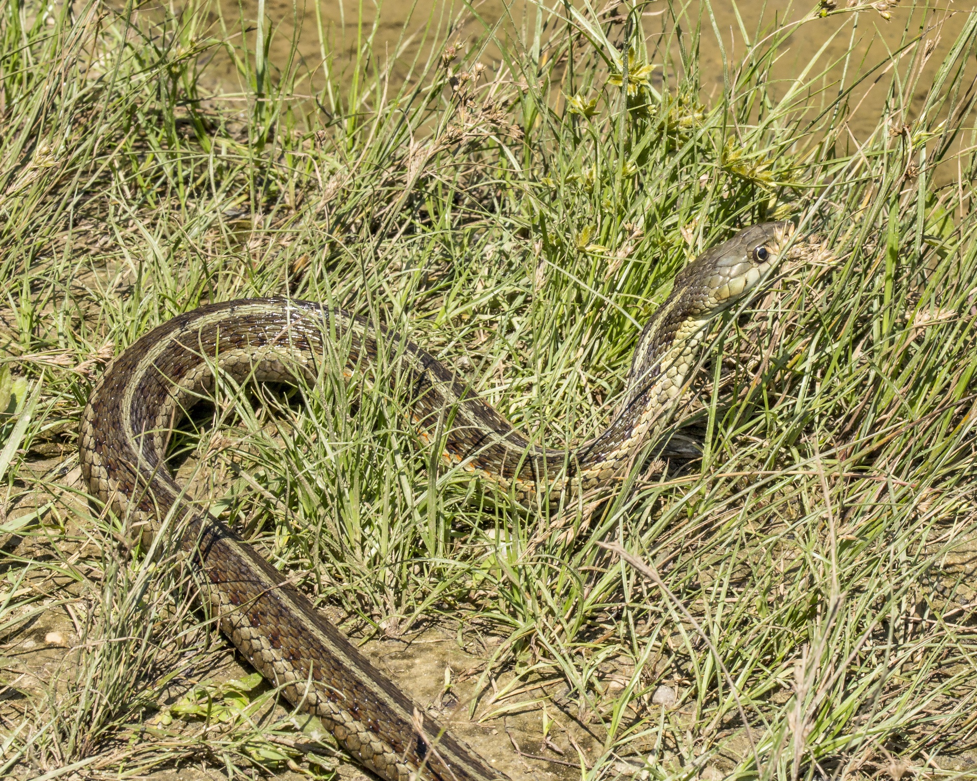 garter snake eastern garter snake snake free photo